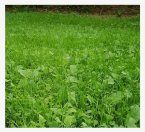 Killer Food Plots Deepwoods Close Up Grass - Lawn