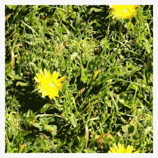 Computer Icons Download Lawn San Francisco Herbaceous - San Francisco