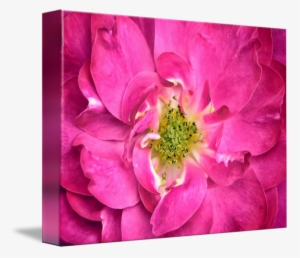 "fuschia Rose Petals Stamens Flower Closeup" By Chantal - Flower