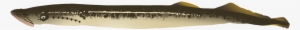 Swedish Fish Clipart - Sand Eel