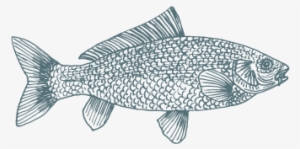 Artboard 912 - Ray-finned Fish