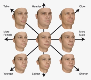 The Model Attributes - Sexual Orientation Facial Recognition