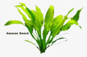 Amazon Sword Plant Png