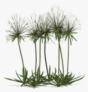 Egyptian Papyrus Plant Png