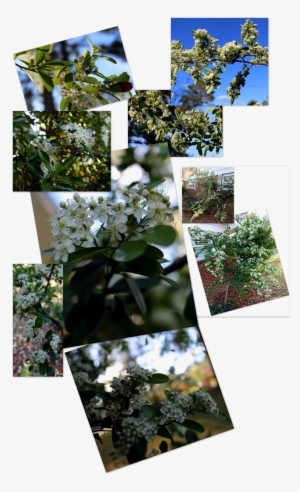 Shrubbery ~ Pyracantha This Is What Happened [after - Jasmine