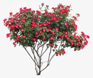 Flower Tree Png Hd