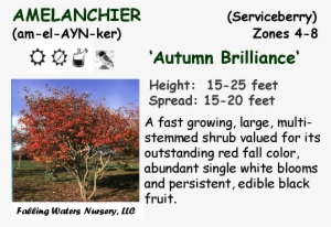 Reduced $12, Bogo $15 - Wausau