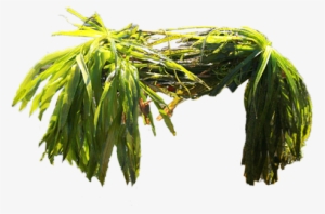 Ontario Federation Of Anglers And Hunters - Willow