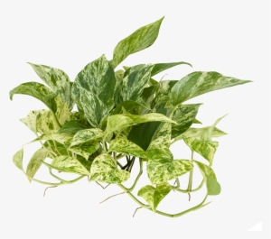 Epipremnum 'marble Queen' - Epipremnum Png
