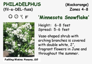 Reduced $12, Bogo $15 - Melissa