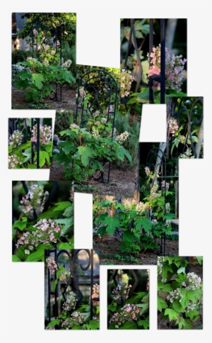 Photography ~ Backyard Landscaping A Trellis & Oakleaf - Yard