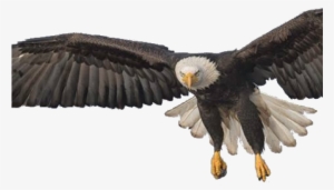 Bald Eagle Png Transparent Images - Flying Eagle Png