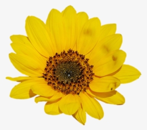Go To Image - Sunflower .png
