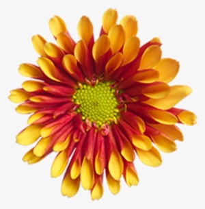 Bronze Novelty Dion Bronze Novelty Dion - Common Zinnia