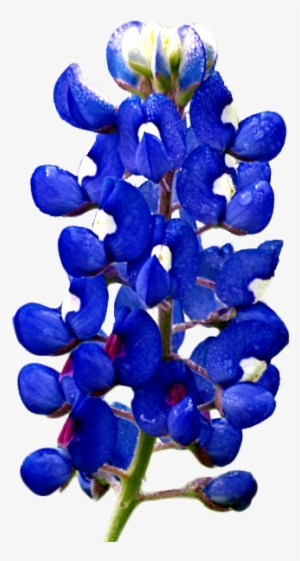 Lupinus Subcarnosus