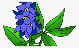 Texas State Flower Drawing