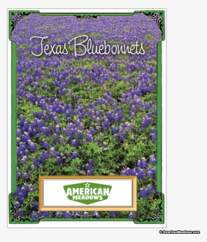 Texas Bluebonnet Seed Packet - Bluebonnets Happy Birthday