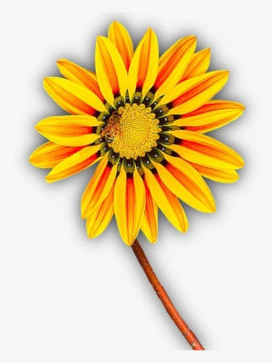 Flower, Yellow, Png, Isolated, Yellow Flower, Blossom - Flor Amarilla En Png