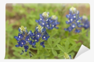 Bluebonnet
