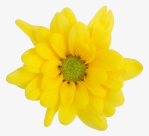 Yellow Daisy Factor - Artificial Flower