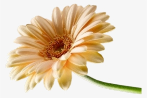 Gerber Daisy Png Daisy Png - Vida So Tem Sentido
