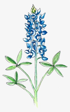 Bleed Area May Not Be Visible - Bluebonnet Drawing
