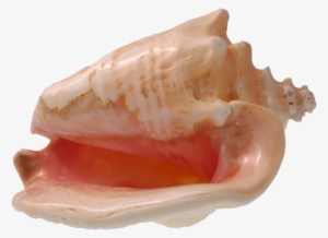Conch Png - Conch Shell Transparent Background