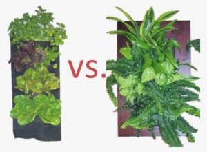 Plant Image 2 - Houseplant