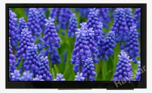 7 Capacitive Touch Screen Module With Controller Board - Hyacinth Flower