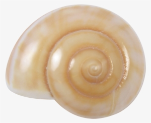 Light Brown Land Snail Shell 2-2.5"