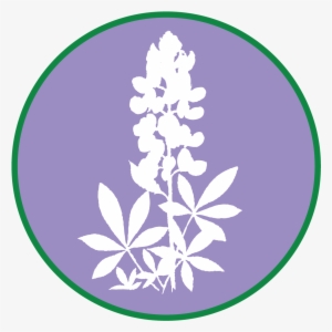 Bluebonnet $250 - Illustration