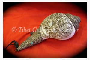 Conch Shell - Shotgun