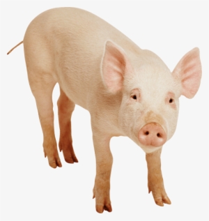 Free Png Pig Frontview Png Images Transparent - Transparent Background Pig Png