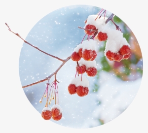 In Our Area, The Winter Season Tends To Drag On And - Stock Photography