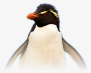 Linux Audio Software - Southern Rockhopper Penguin