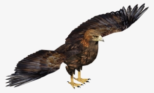 Golden Eagle - Wedge Tailed Eagle Transparent