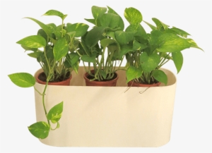 Florida Rectangle Plastic Pot Kochi, Kerala - Garden