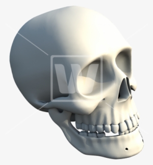 Human Skull - Skull