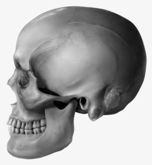 This Human Skull Illustration Of A Middle Aged Caucasian - Skull
