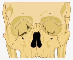 Big Image - Human Skull Diagram