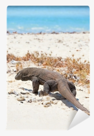 Komodo Dragon