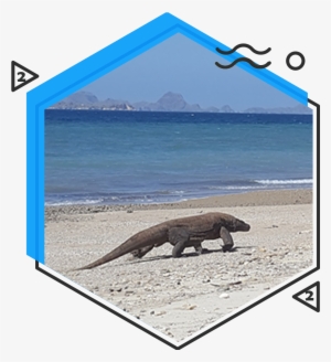 Komodo Large Dragon - Nr 17