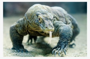 Komodo Dragon - Anm031 - Animal Looks Like A Dinosaur