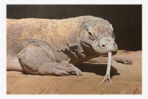 Komodo Dragon