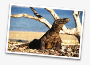Ini Adalah Legenda Rakyat Mengenai Putri Naga Komodo - Dragon De Komodo