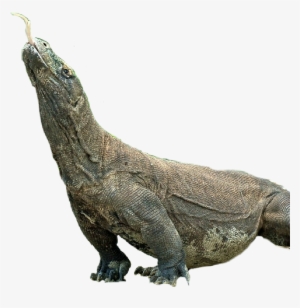 American Crocodile