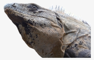 Iguana, Reptile, Lizard, Dragon, Monitor - African Iguana