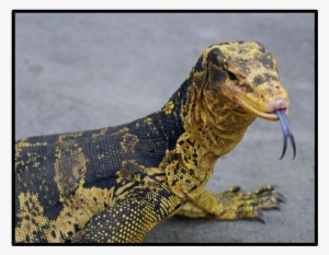 Due To Its Colorful Appearance Varanus C - Varanus Salvator