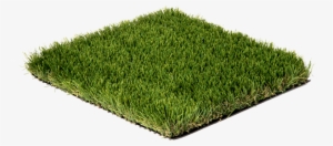 Introduction Grass Image - Vigor