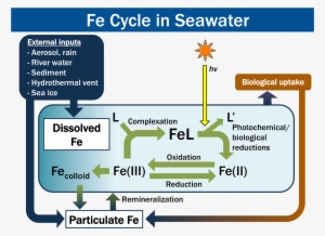 Fe Cycle In The Ocean - Iron Cycle In The Ocean